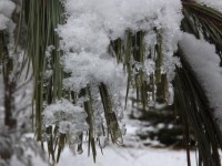 Pine nålen icicle