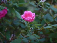 Roze Bloei