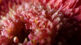 粉红色的非洲菊