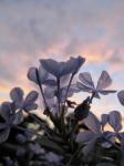 Plumbago flowers against the sky