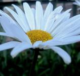 Zuiver witte margriet
