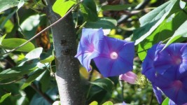 Flores de color púrpura