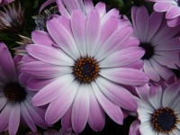 Purpurowe kwiaty