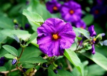 Pomme de terre violette fleur de buisson