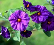 Cespuglio di patate viola fiori