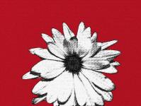 Roter Hintergrund Gänseblümchen-Blumen-M