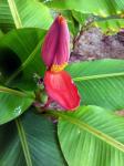 Rote Banane Blume und Babybananen