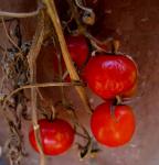 červená cherry rajčata