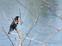 Red-okřídlený černý pták