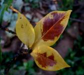Remnant of autumn, yellow leaves