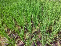 Plantă copil de orez