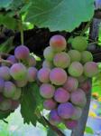 Amadurecimento cacho de uvas