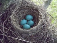 Robin's eieren