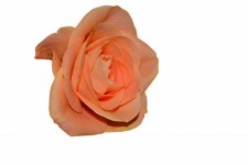 Rose Flora Isoliert