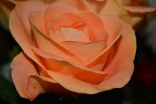 Rosen Blumen Blumen-Rebe blüht