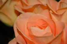 Rosen-Blumen-Rebe blüht