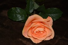 Rosen-Blumen-Rebe blüht