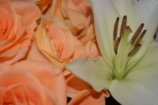 Roses Lily Blumen-Rebe blüht