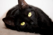 Czarny Kot