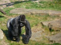 Stříbřitým gorila