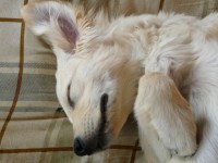 Slapende puppy