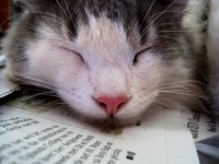 Sömnig kattunge