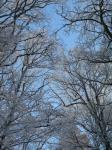 Copas das árvores com neve