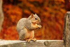 Squirrel Closeup