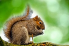écureuil assis sur la branche