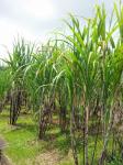 Suikerriet plant veld