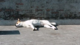 Zonnebaden hond.