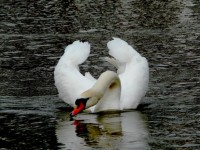 Swan, elegant