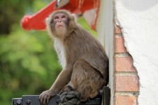 The Macaque Ape