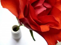 La storia della rosa e il vaso