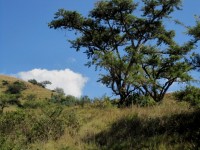 Thorn Tree And Veld In Drakensberg