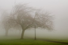 Дерево и туман