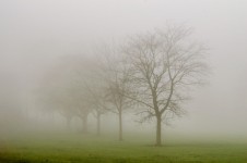 Träd och dimma