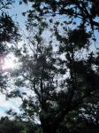 Tree and sun penetrating