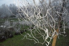 木の霜