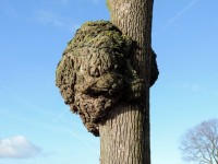 Tree With Knot