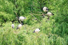 Trees With African Sacred Ibis