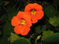 Twee Oranje Nasturtiums