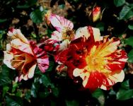 Two tone rose bush