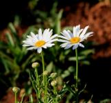 Two White Daisies And Buds