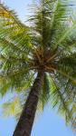 Sob a árvore de coco