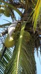 Onderkant van palmboom