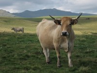 Cow Franciaország