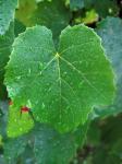 Vine leaf with water drops