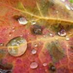 Krople wody na liściach jesieni