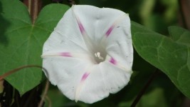 Bílá a fialový květ.